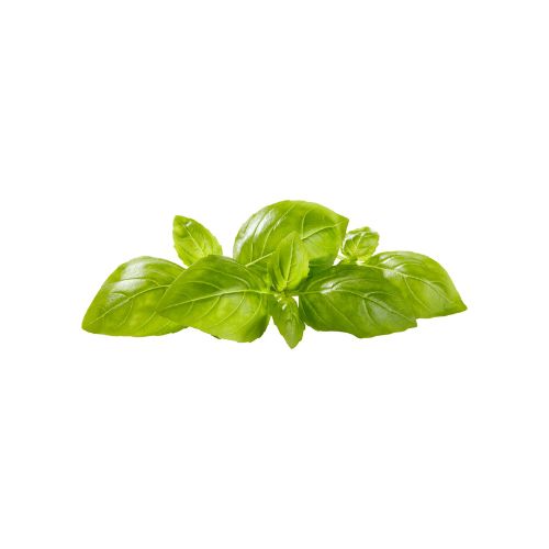 Fresh Basil, 0.5 oz Clamshell - Image 3