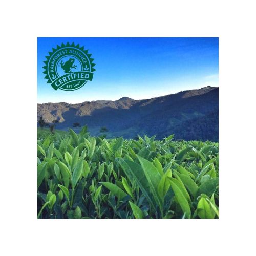 Pure Leaf Lemon Black Iced Tea, Bottled Tea Drink, 16.9 fl oz, 6 Pack - Image 7